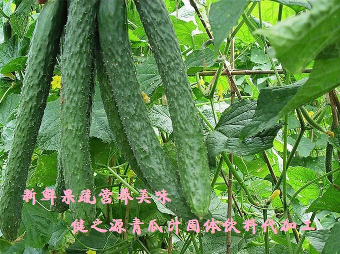 青瓜的六大營養價值，你知道嗎？
